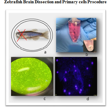 Zebrafish