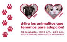 ¡Mira los animalitos que tenemos para adopción! 