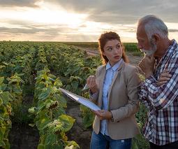 dos personas hablando en sembradío de girasoles
