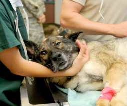 perro con veterinario