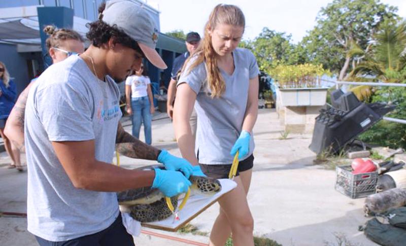 Estudiante Joshua Riollano Torres trabajando con tortuga